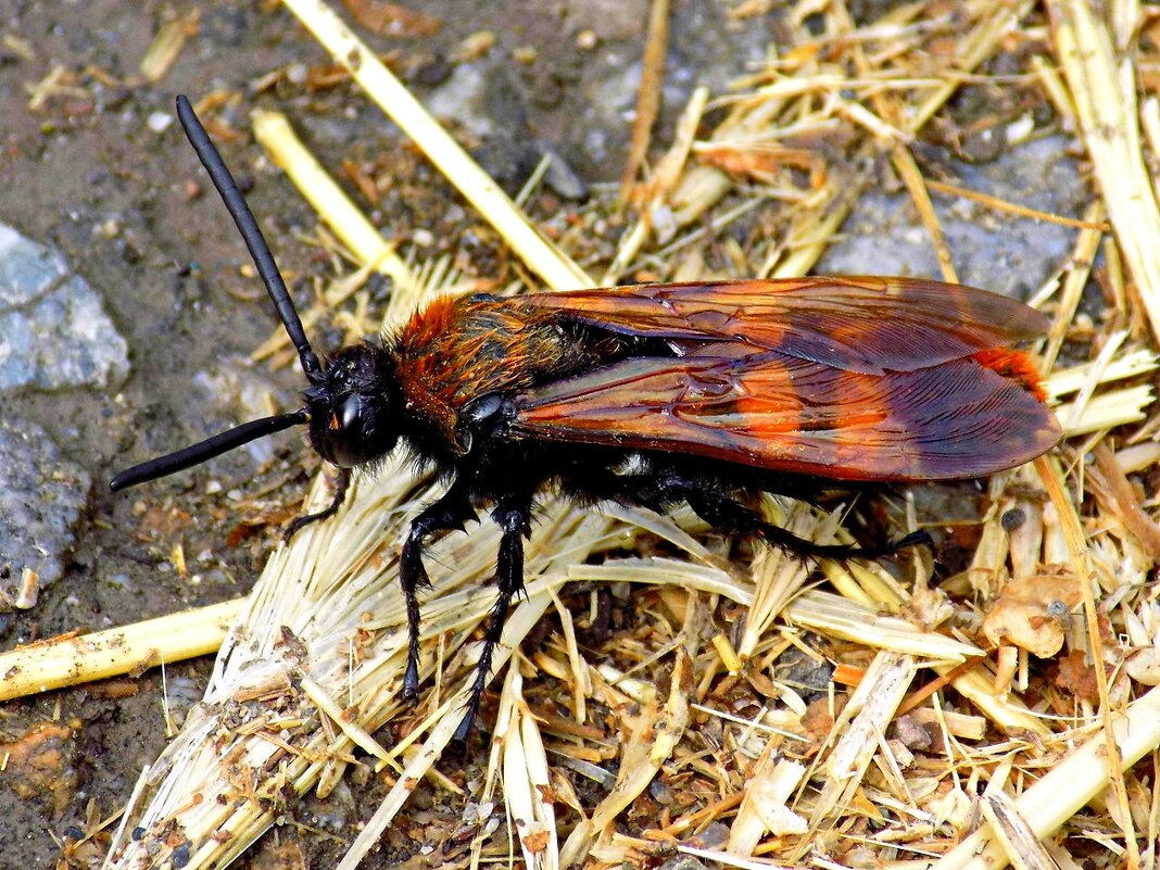 Самец сколии гигантской под дождём... - Константин Штарк
