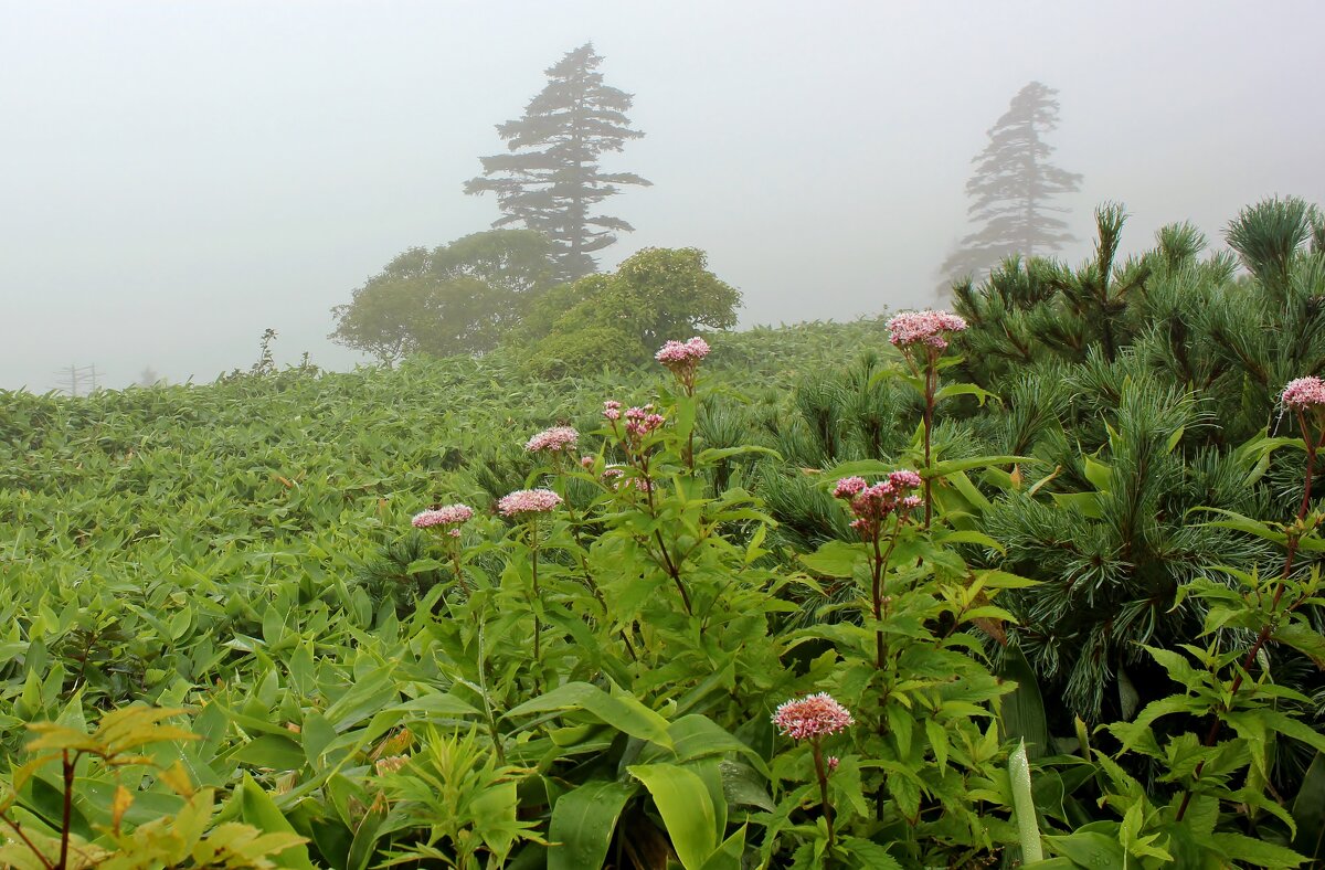 Кунашир - Владимир Соколов (svladmir) Кунашир - Владимир Соколов (svladmir)
