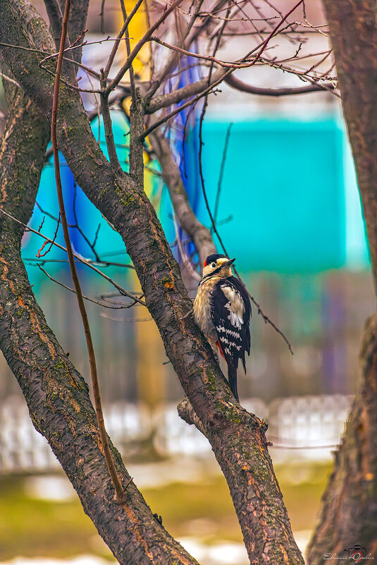 ... - Евгений Юрич