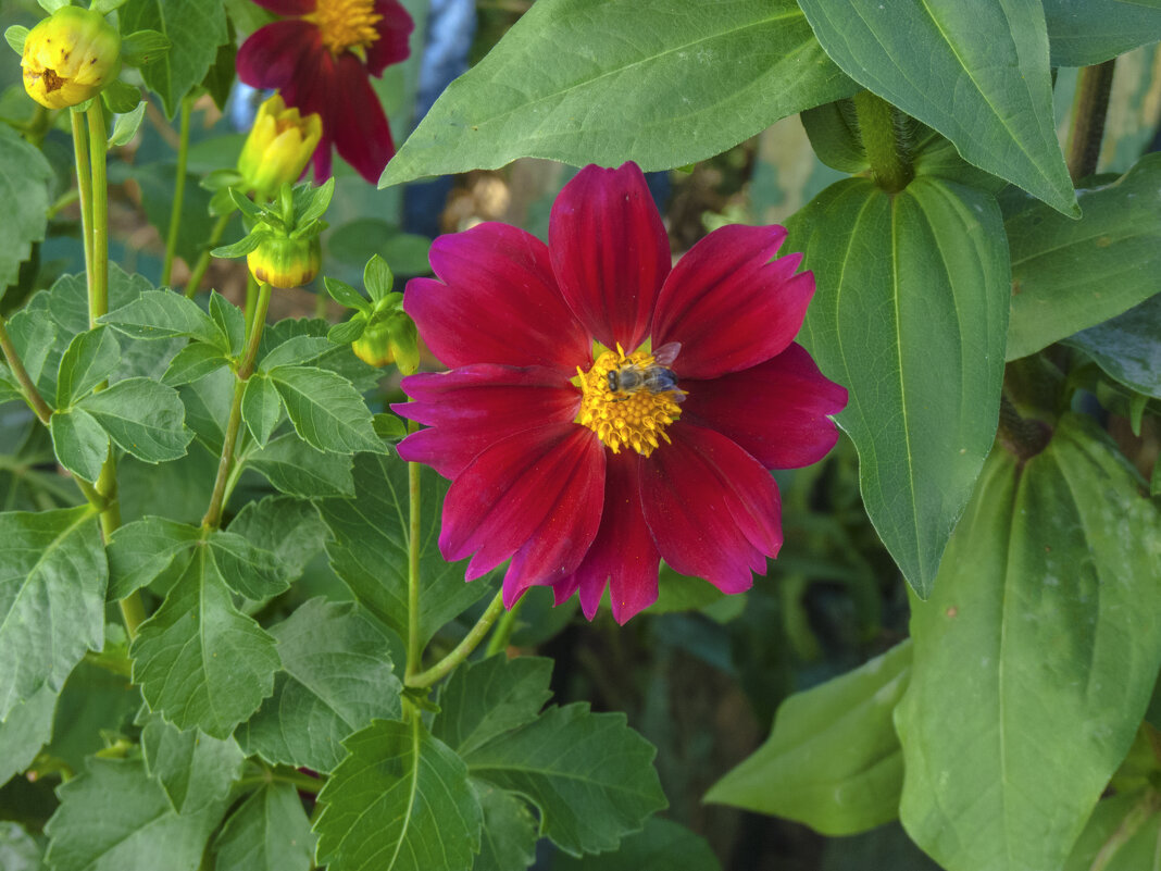 За нектаром - Валентин Семчишин За нектаром - Валентин Семчишин