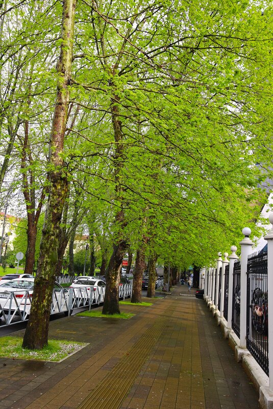 Сочи...аллея - Evgeny Mameev