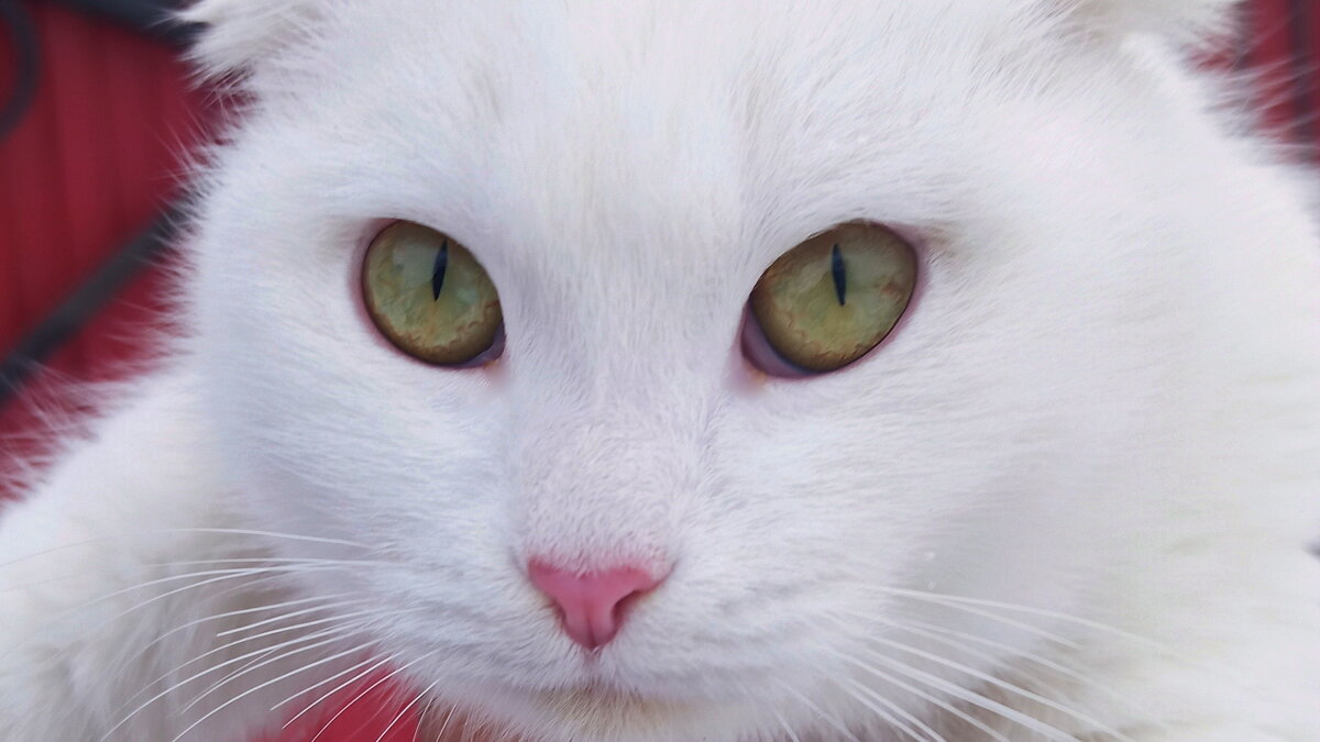 Пронзительный взгляд!.. - Игорь Родионов Пронзительный взгляд!.. - Игорь Родионов