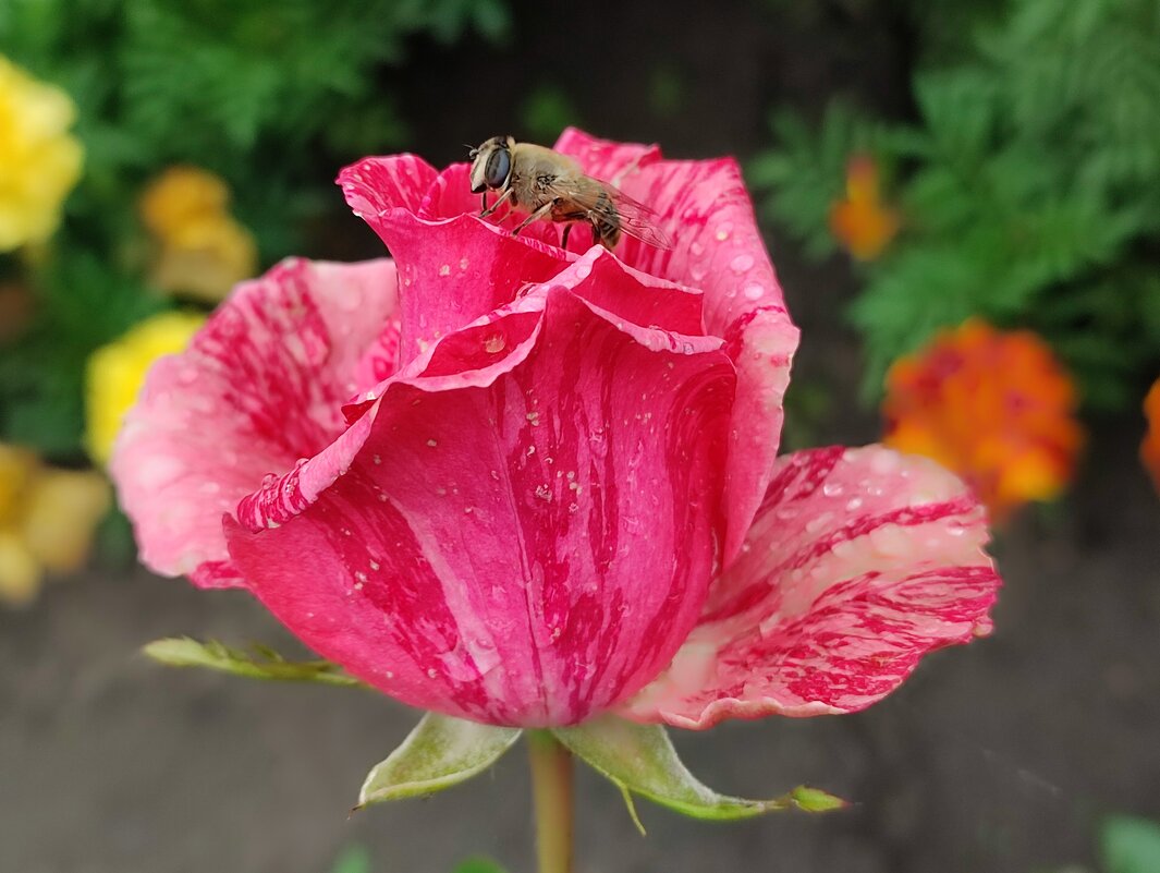 Под дождём - Валентина Богатко Под дождём - Валентина Богатко