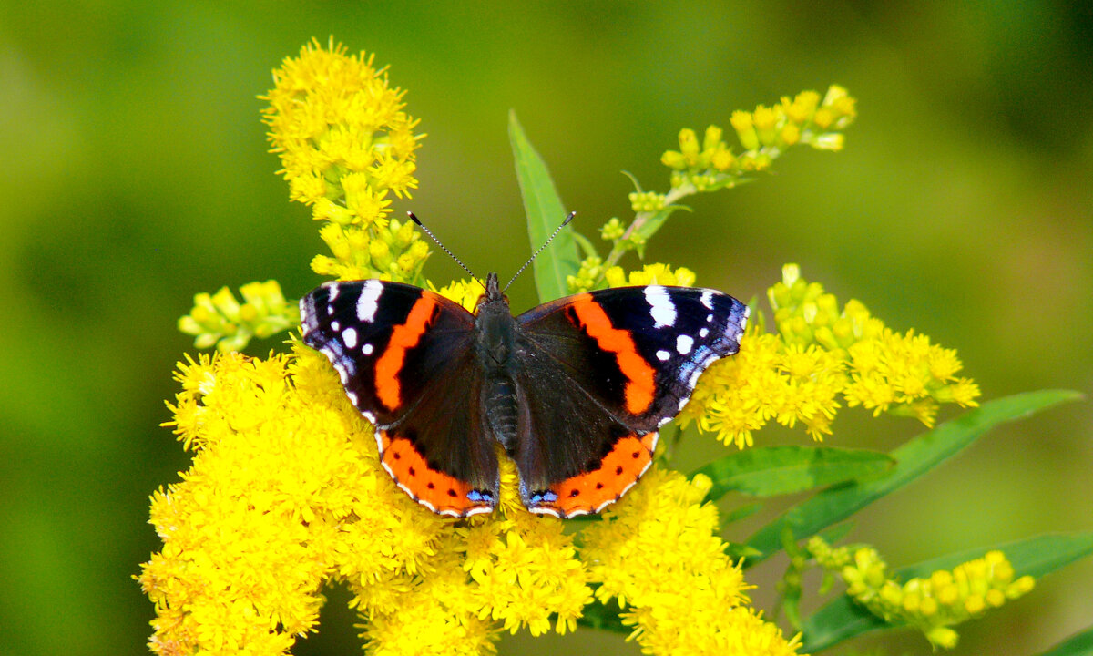 опять про бабочек 260 - Александр Прокудин опять про бабочек 260 - Александр Прокудин