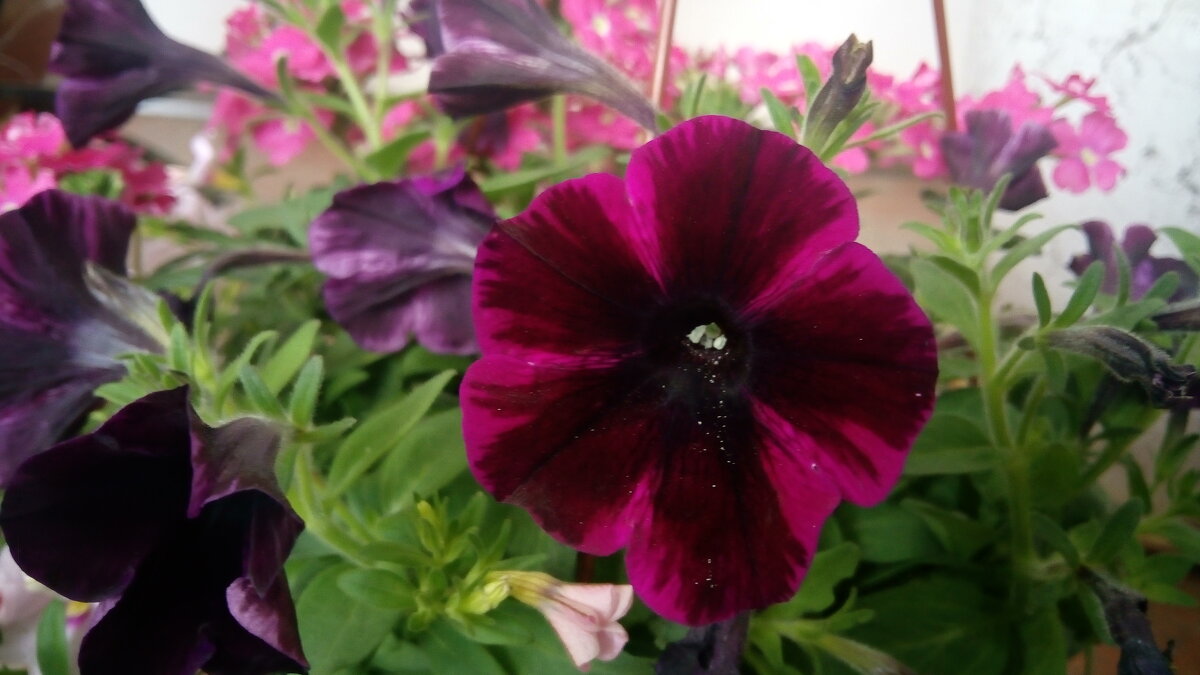 ,,, - Сергей Тимоновский ,,, - Сергей Тимоновский