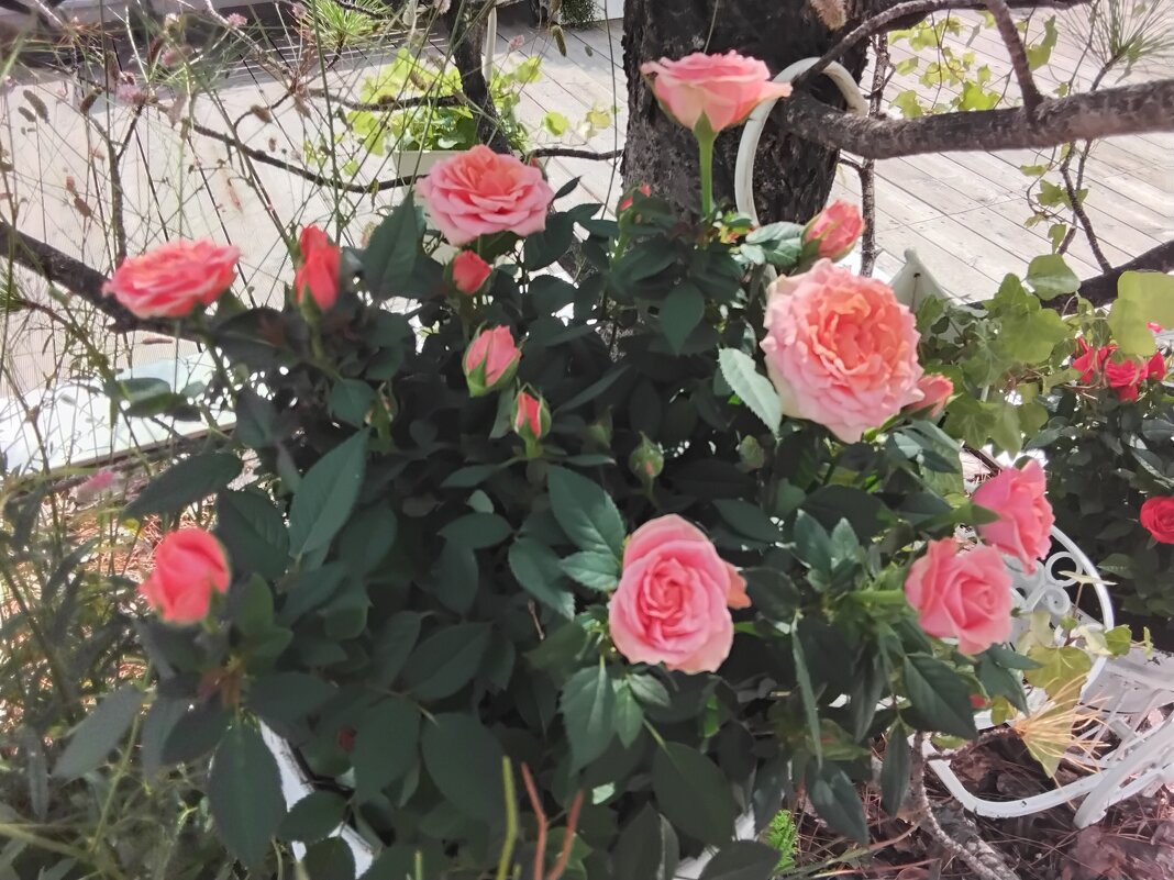 Розовые розы - Дмитрий Никитин Розовые розы - Дмитрий Никитин