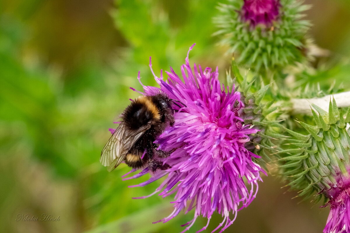 Шмель на чертополохе... - Николай Гирш Шмель на чертополохе... - Николай Гирш