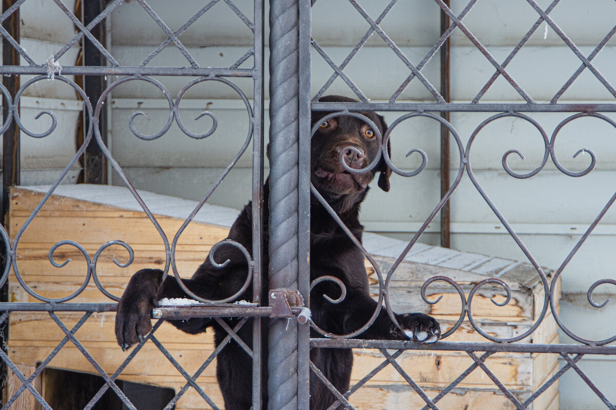 *** - Николай Чекалин