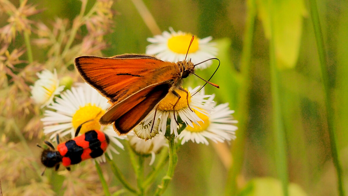 опять про бабочек 268 - Александр Прокудин опять про бабочек 268 - Александр Прокудин