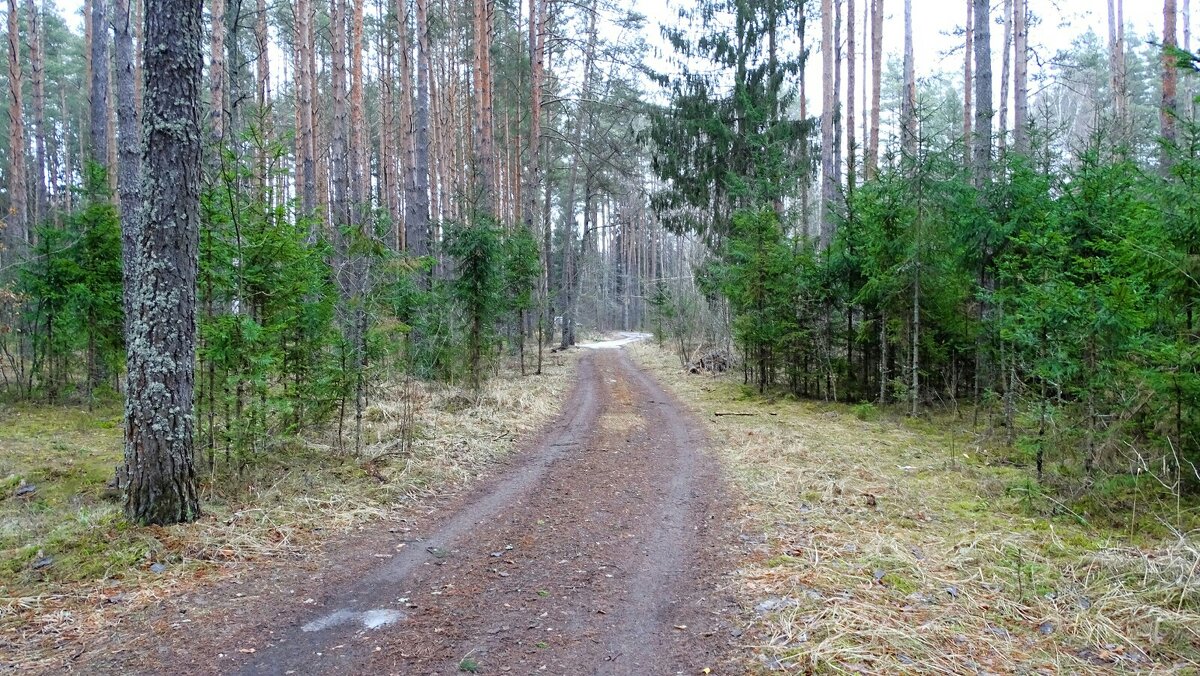 Сосновый бор в конце января (репортаж из поездок по области). - Милешкин Владимир Алексеевич Сосновый бор в конце января (репортаж из поездок по области). - Милешкин Владимир Алексеевич