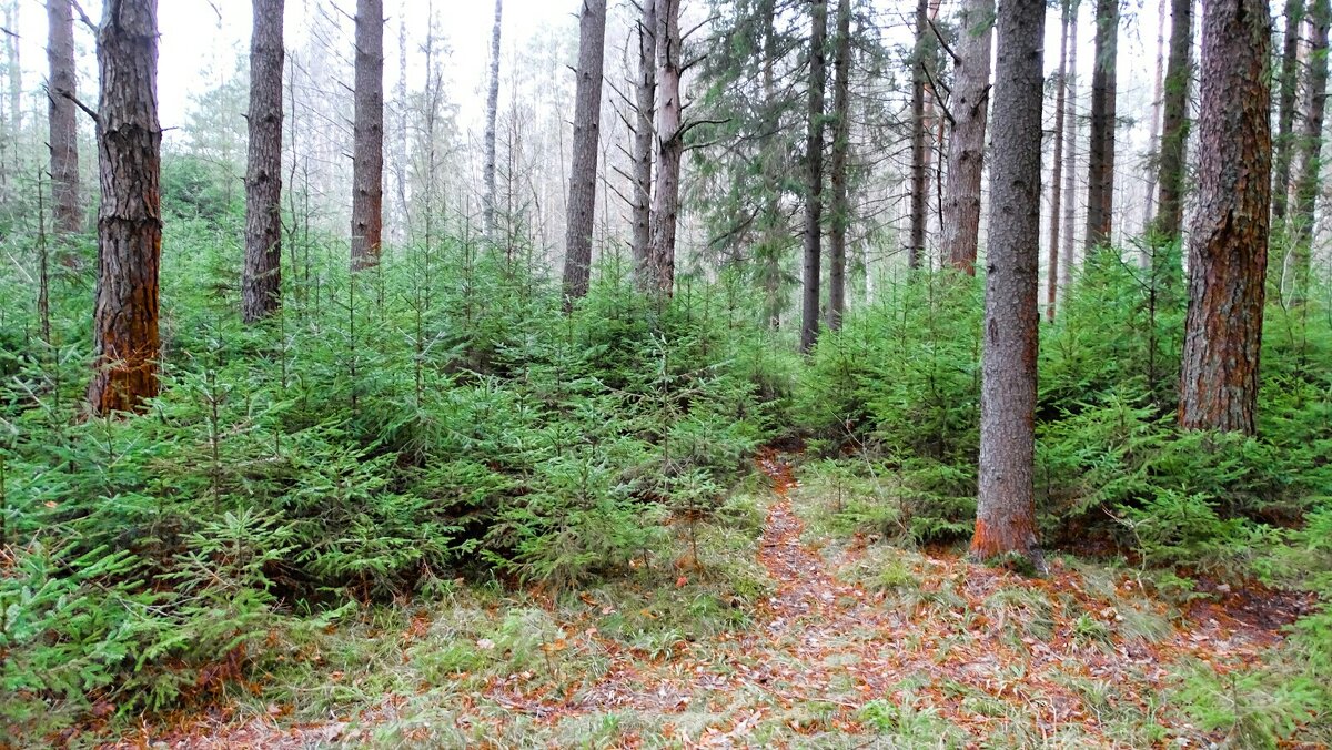 Глобальное потепление наяву. - Милешкин Владимир Алексеевич Глобальное потепление наяву. - Милешкин Владимир Алексеевич