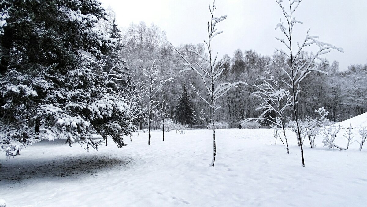 Городской парк после ночного снегопада. - Милешкин Владимир Алексеевич Городской парк после ночного снегопада. - Милешкин Владимир Алексеевич