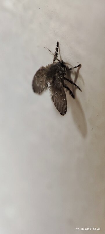 М - Конрад Карлович Михельсон