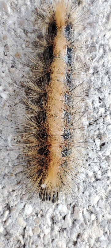 Г - Конрад Карлович Михельсон