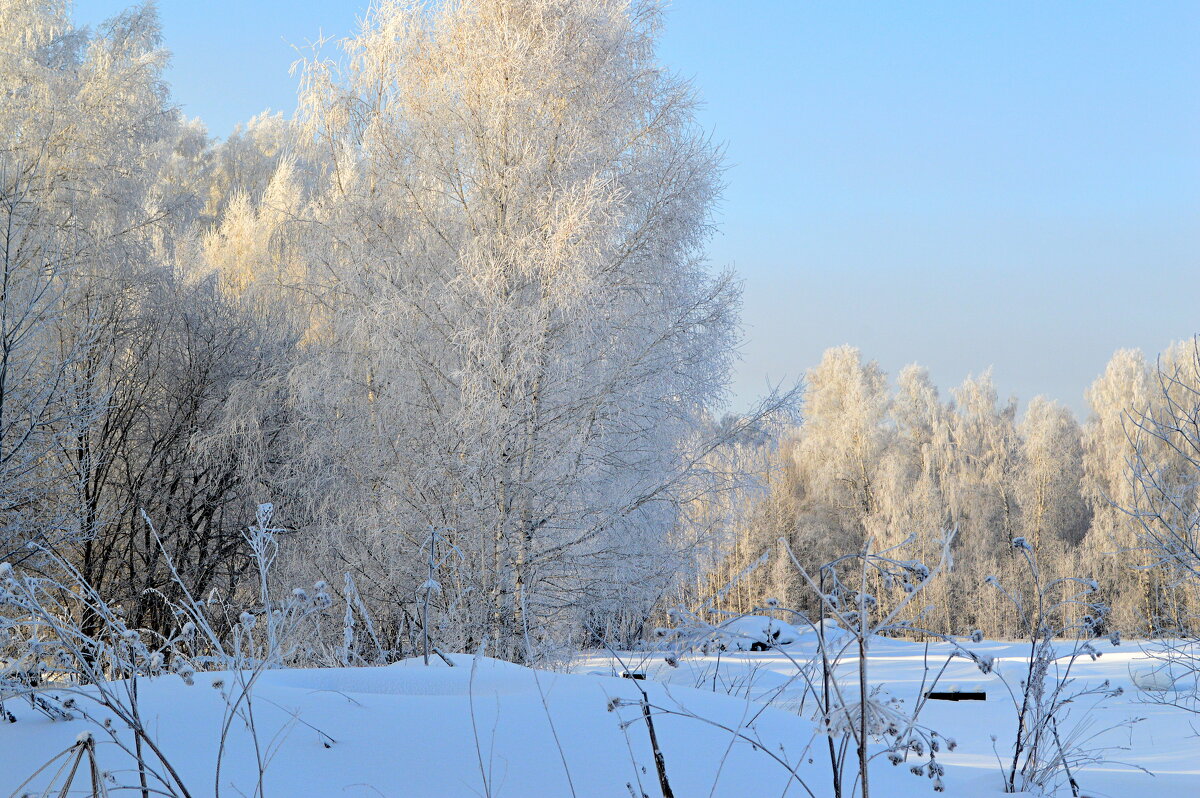 Зимний полдень в лесу - Татьяна Лютаева Зимний полдень в лесу - Татьяна Лютаева