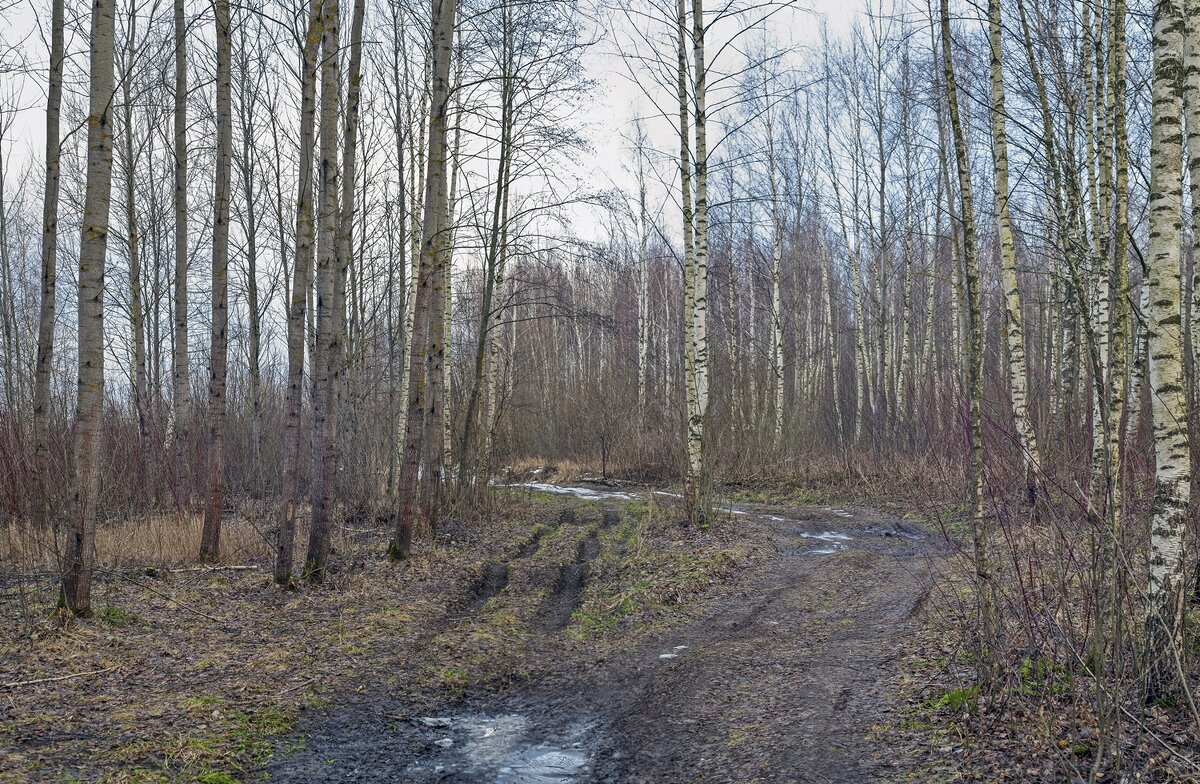 В зимнем лесу - Валерий Иванович В зимнем лесу - Валерий Иванович