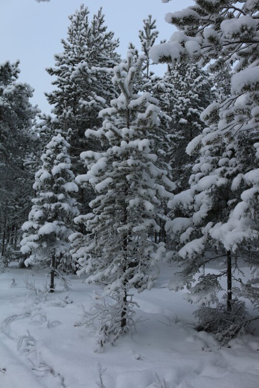 Зимний лес - Ольга 