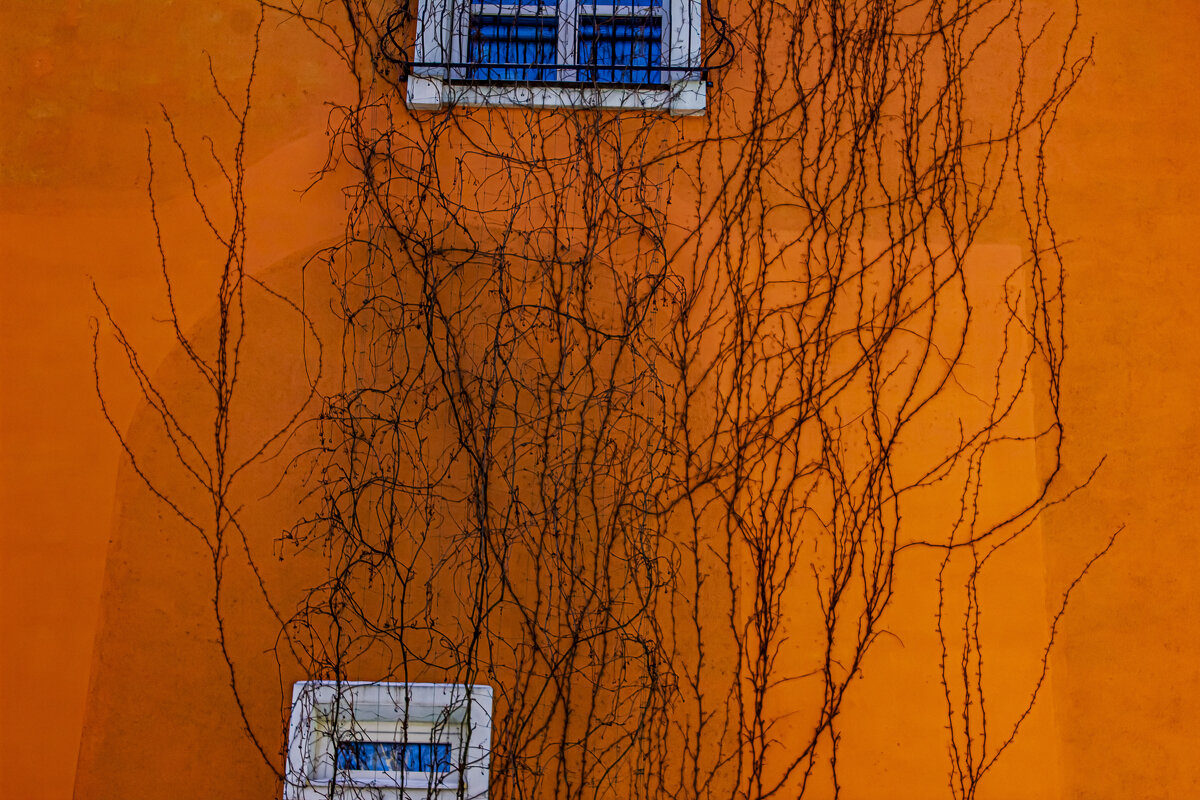 Дикий виноград. - Петр Беляков Дикий виноград. - Петр Беляков