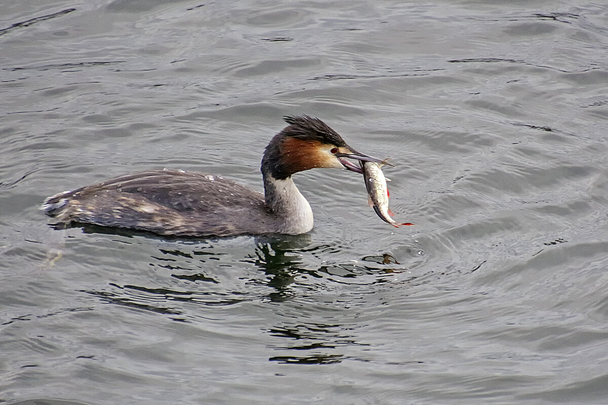 Рыбачка чомга - Андроник Александр Рыбачка чомга - Андроник Александр