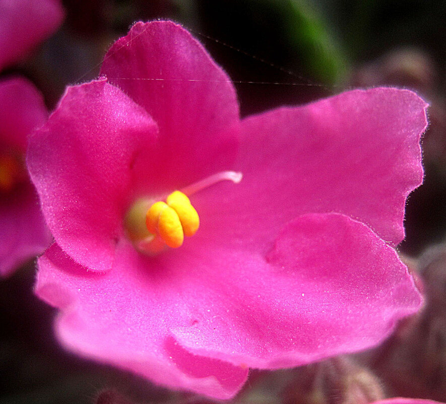 Розовая нежность - Елена Семигина Розовая нежность - Елена Семигина