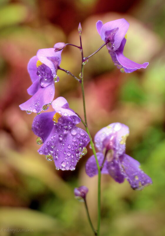 Пузырчатка - Andrey Lomakin Пузырчатка - Andrey Lomakin