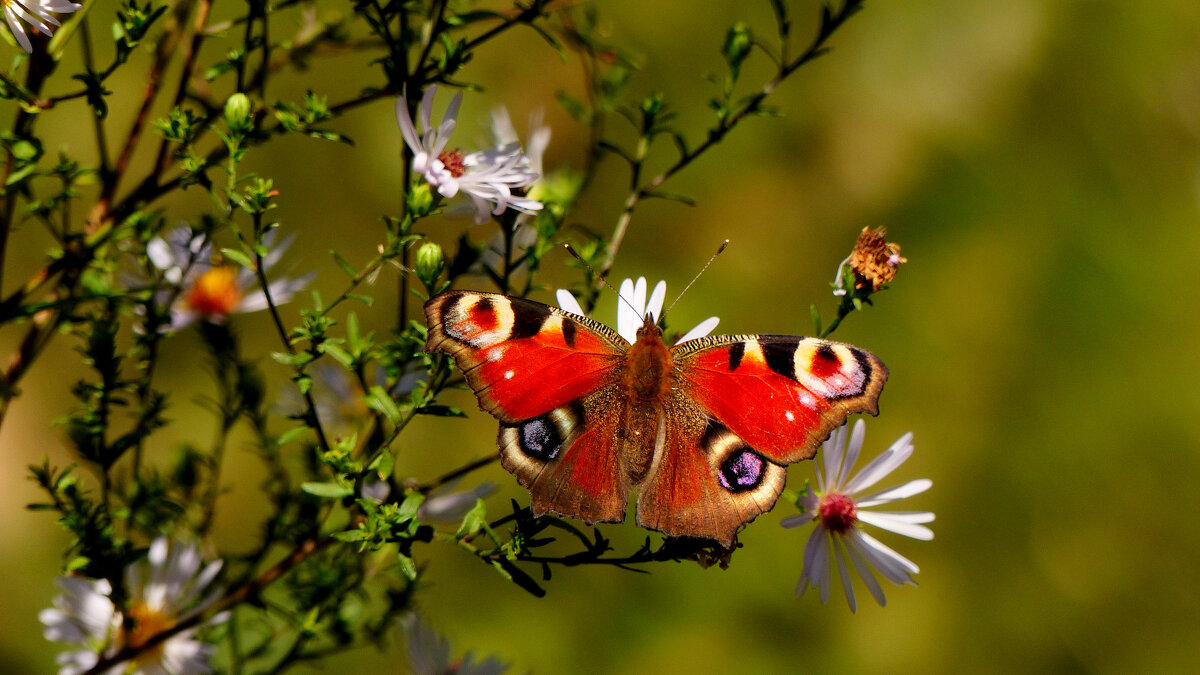 опять про бабочек 273 - Александр Прокудин опять про бабочек 273 - Александр Прокудин