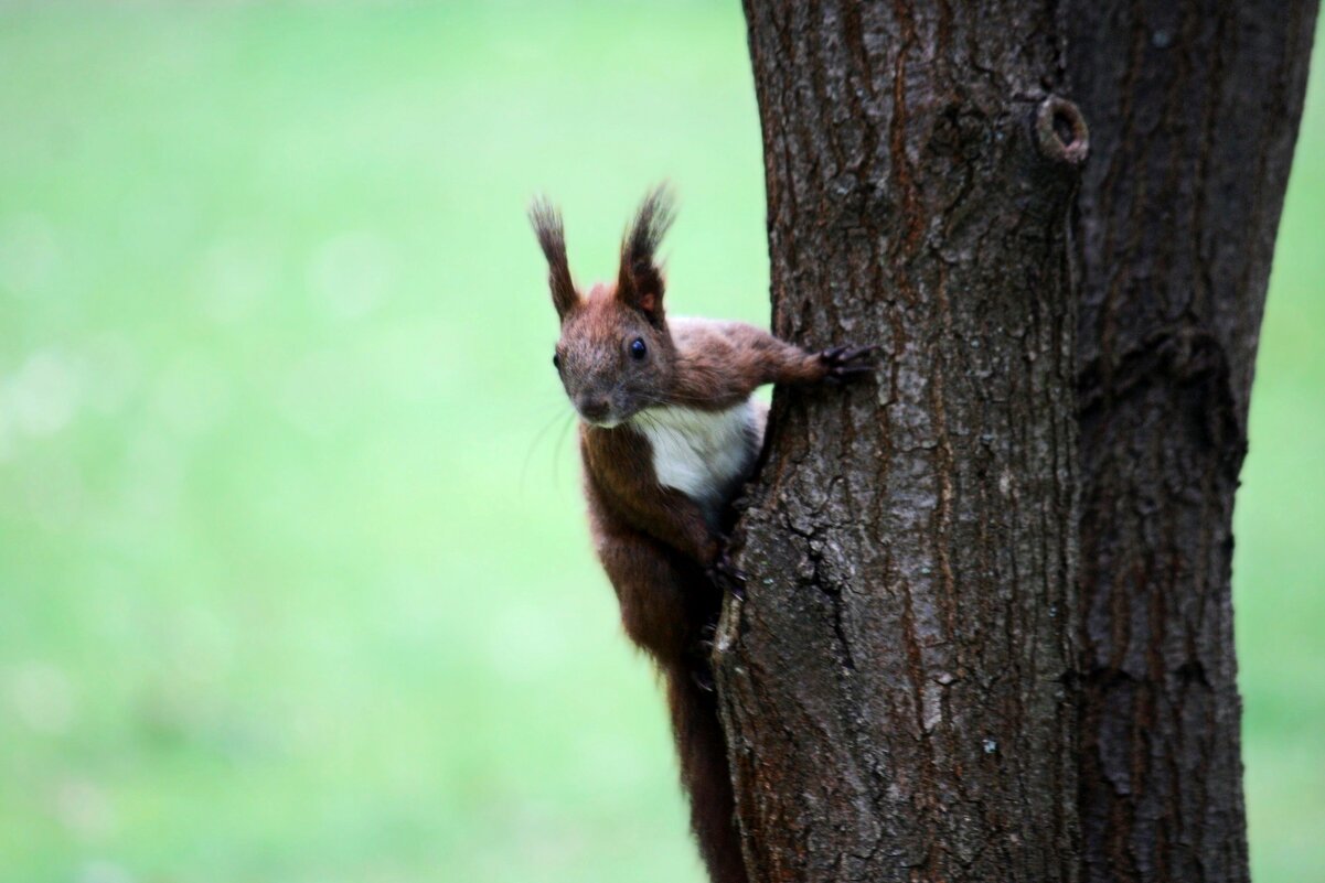 Ку-ку - Юрий. Шмаков