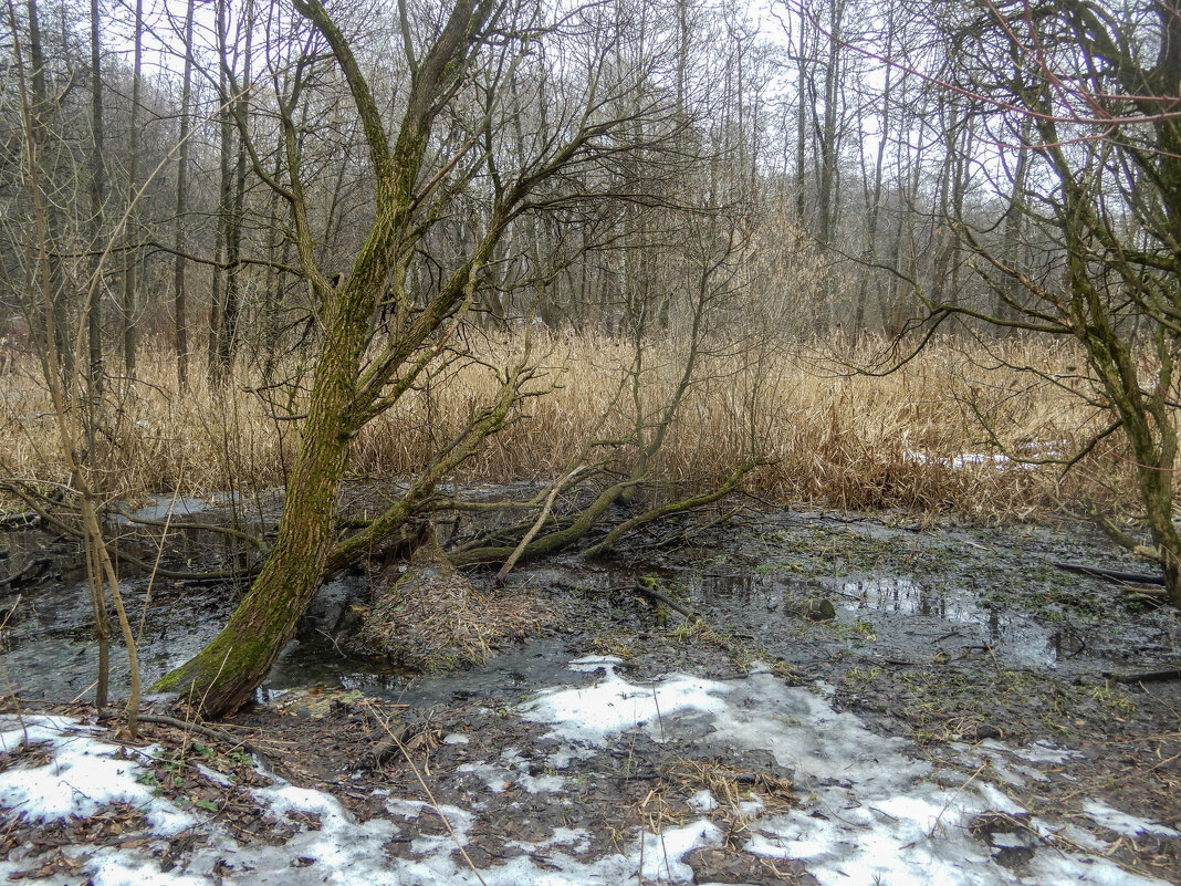 заболоченные берега Чурилихи - Сергей Лындин заболоченные берега Чурилихи - Сергей Лындин