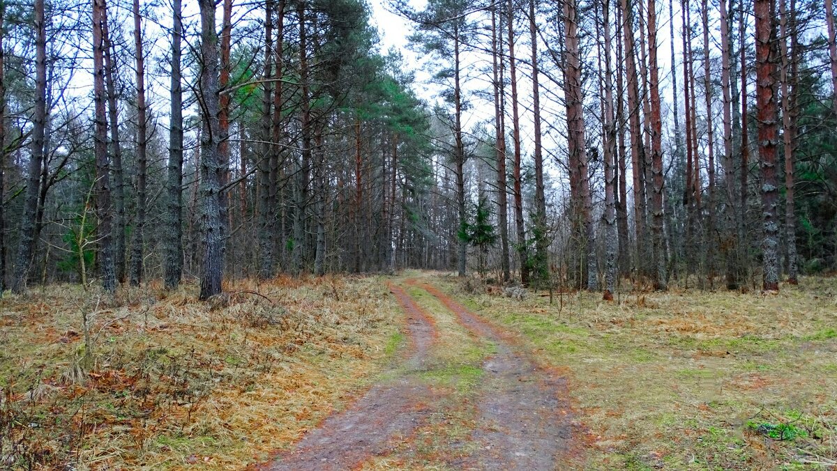 Сосновый бор в конце января. - Милешкин Владимир Алексеевич Сосновый бор в конце января. - Милешкин Владимир Алексеевич
