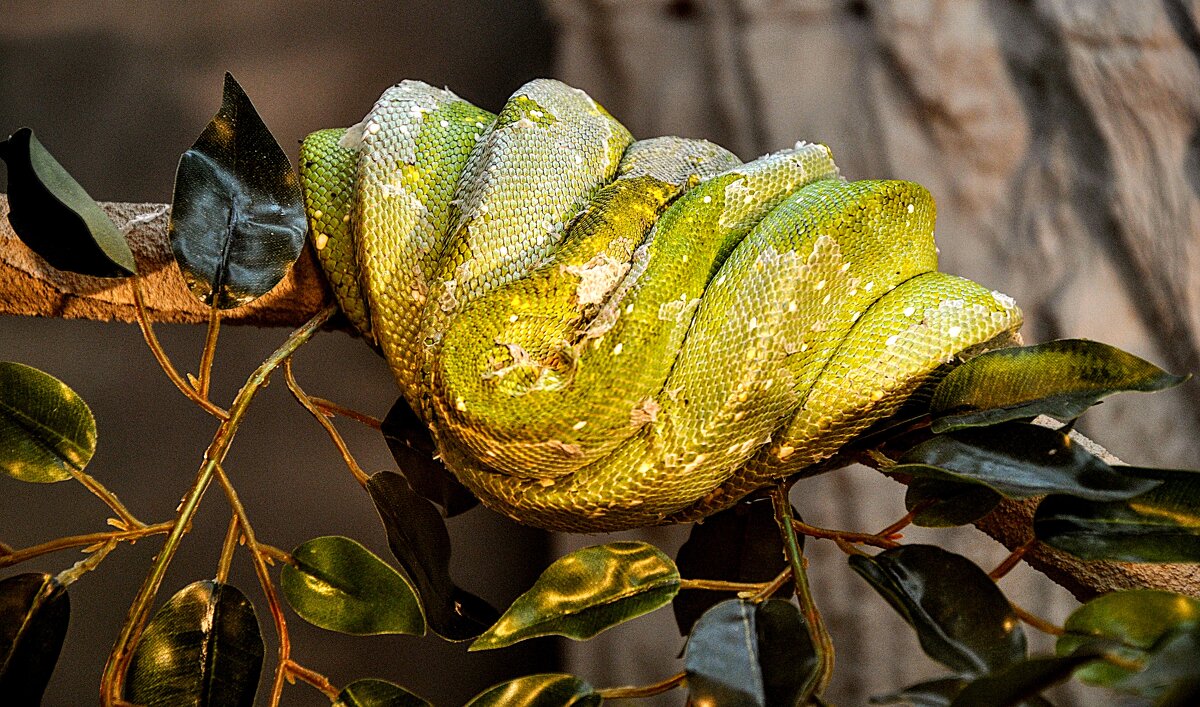 С годом Зелёного питона ! И счастье не покинет больше вас.,,) - Анатолий Колосов С годом Зелёного питона ! И счастье не покинет больше вас.,,) - Анатолий Колосов