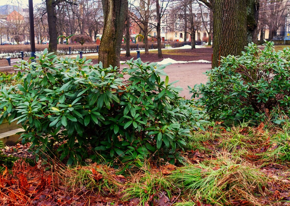 Такая у нас в этом году зима.. - Aida10 