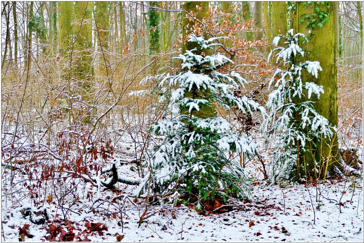 В ЛЕСУ... - Elvira E. 