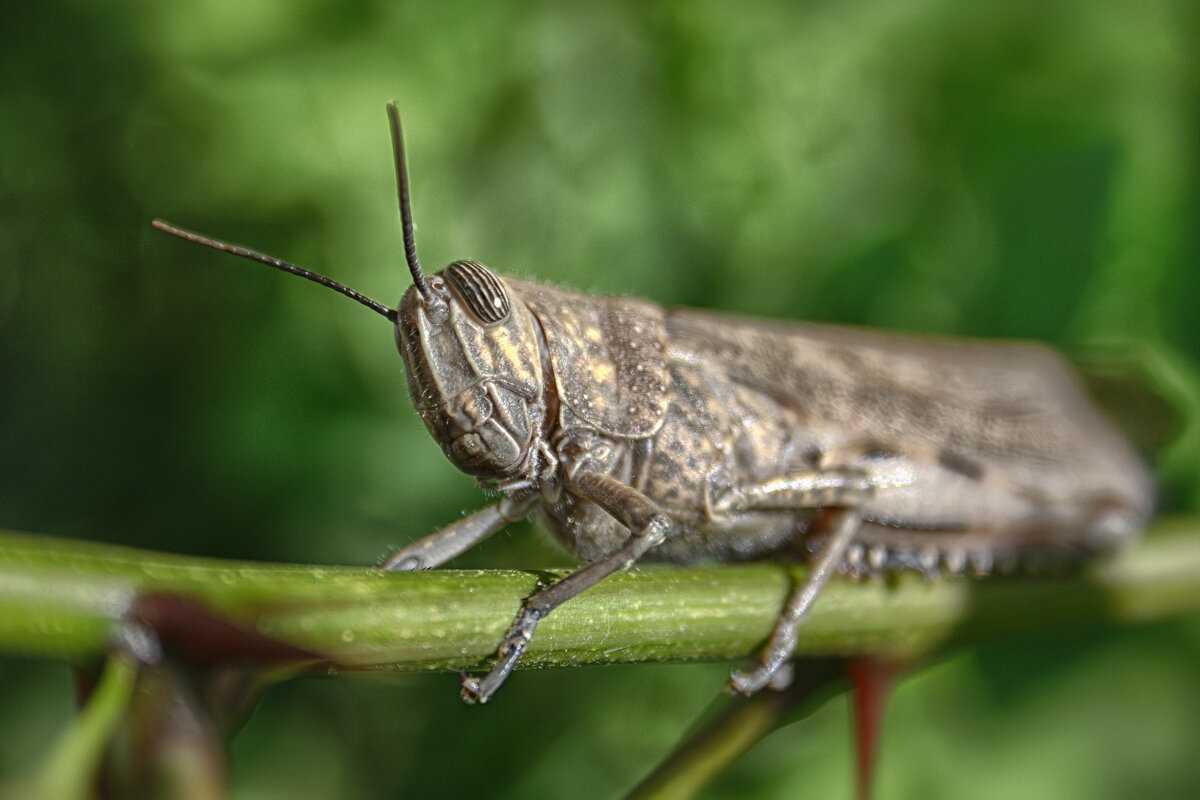 * - Александр Лисовский