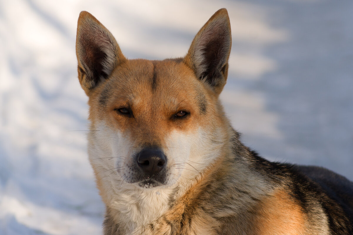 Мудрый пес - IRinA*** 