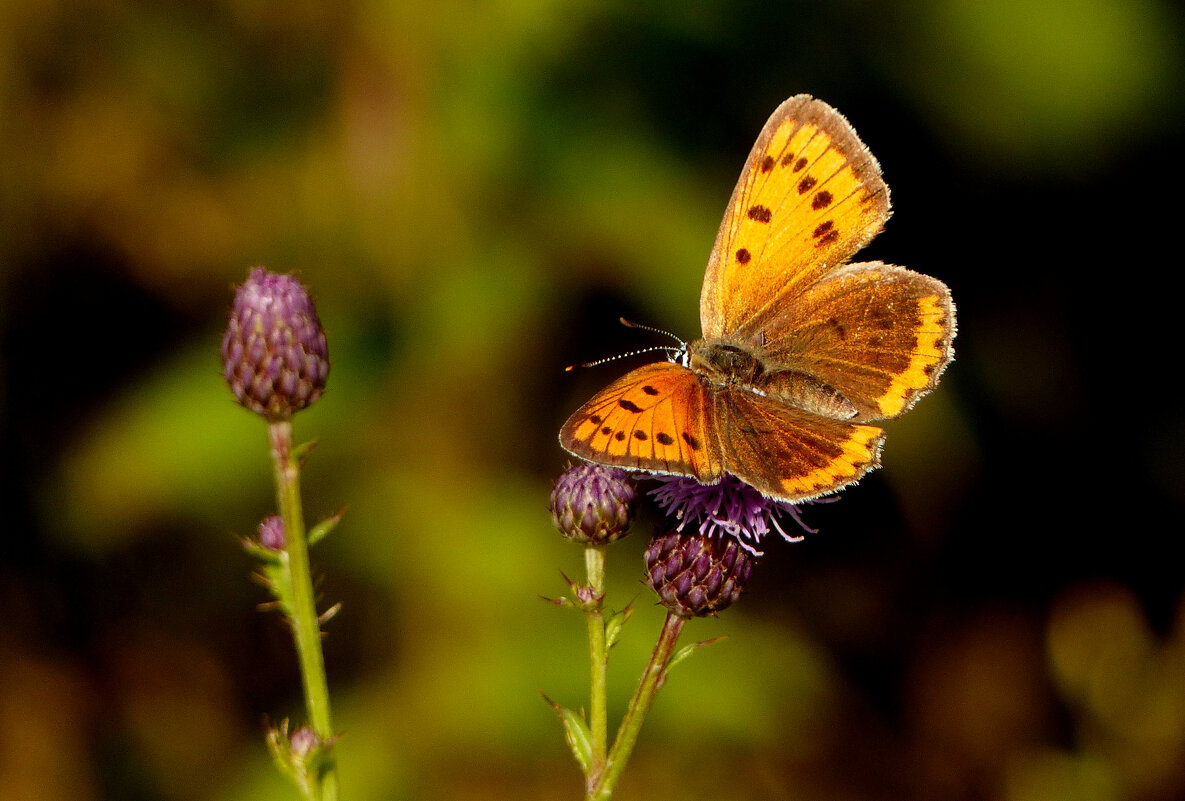 опять про бабочек 278 - Александр Прокудин опять про бабочек 278 - Александр Прокудин