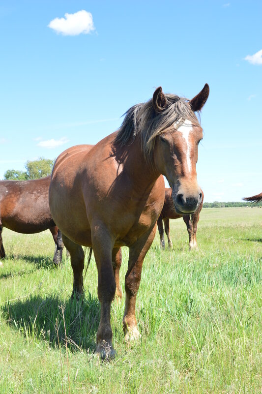 В степи. - Виктор 