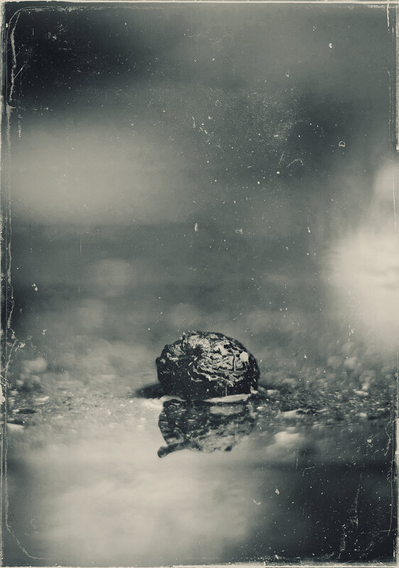 Про дикое яблоко. - Анатолий Щербак