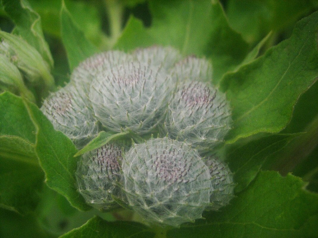 Лопу́х паути́нистый {Ārctium tomentōsum} соцветия - Александр Кольцов Лопу́х паути́нистый {Ārctium tomentōsum} соцветия - Александр Кольцов