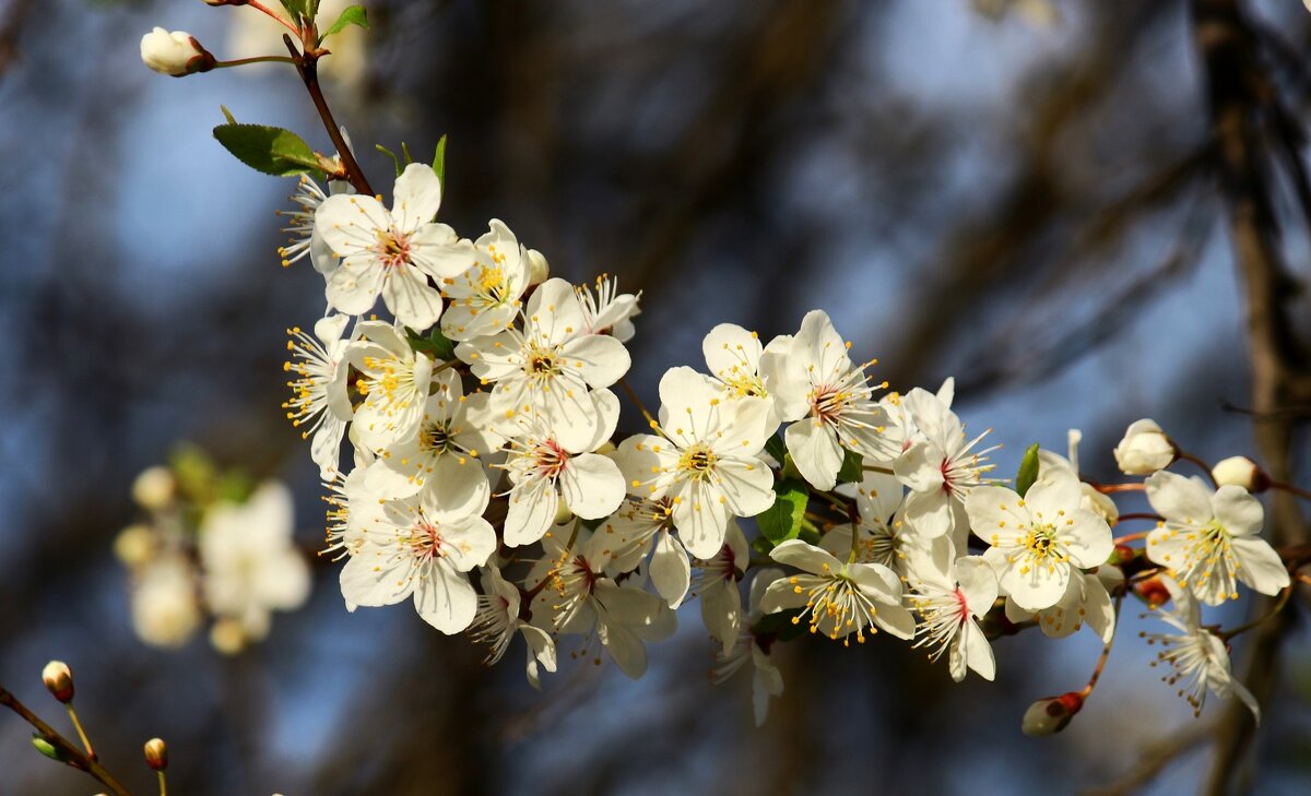 Утро весны - Юрий. Шмаков