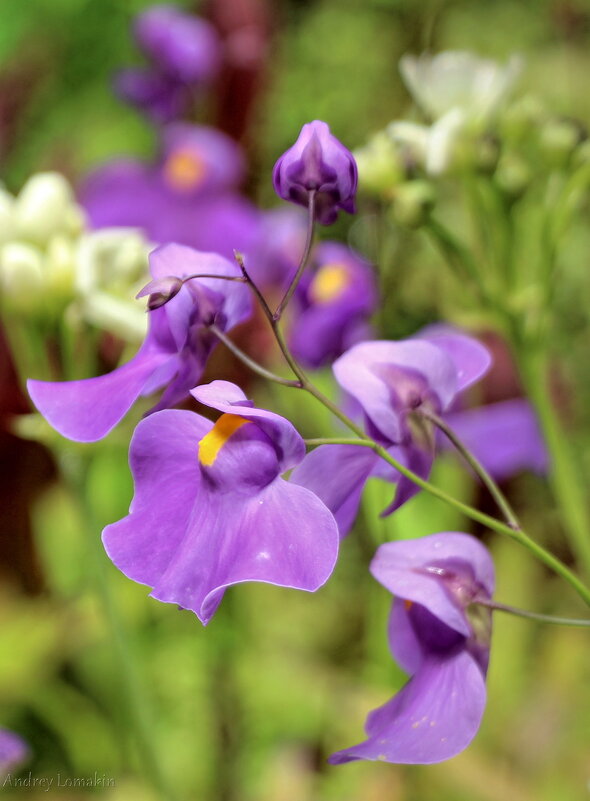 Пузырчатка - Andrey Lomakin