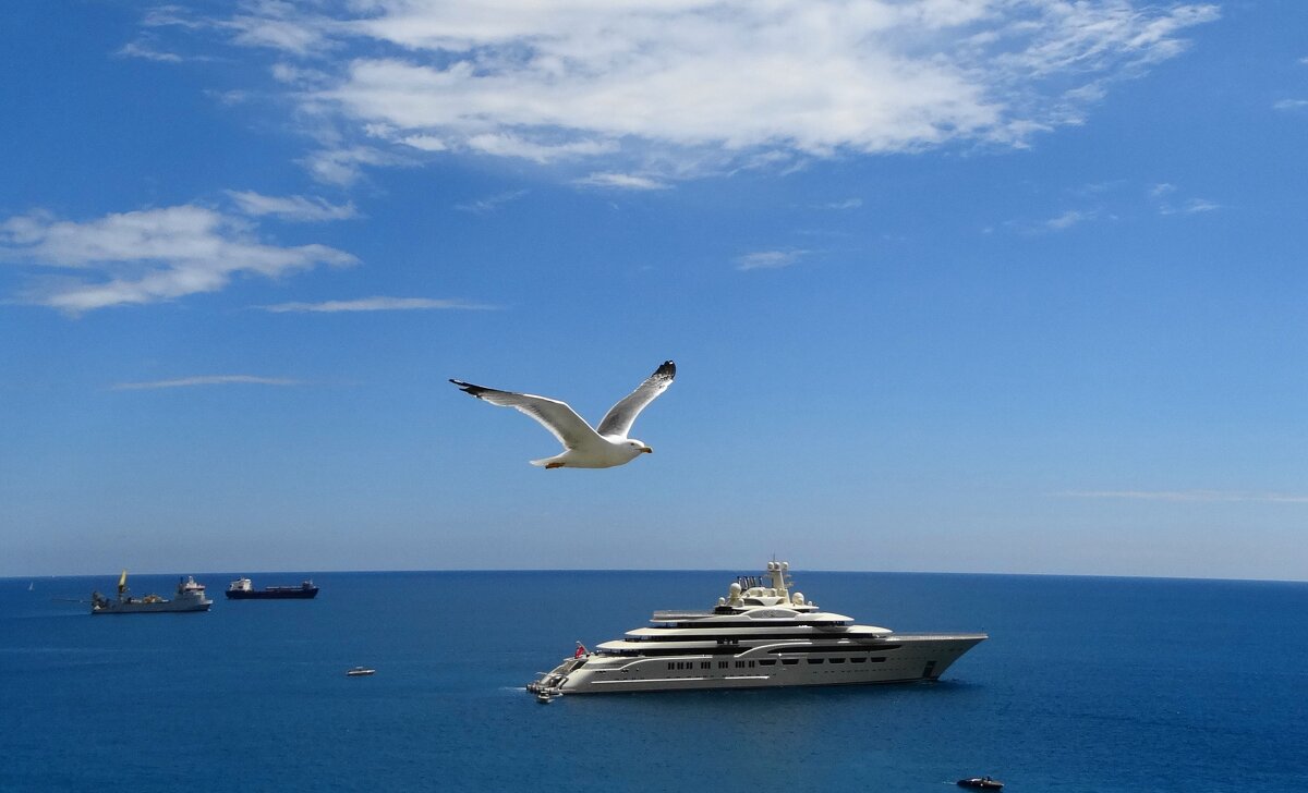 Из жизни ходящих по воде, а заодно и летающих над ней. Чайка на фоне разных плавсредств - svk * Из жизни ходящих по воде, а заодно и летающих над ней. Чайка на фоне разных плавсредств - svk *