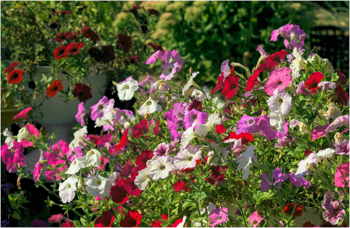 Петунии - Валентин Котляров