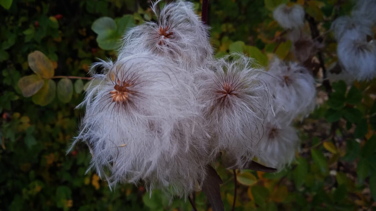 пушистики - Елена Шаламова