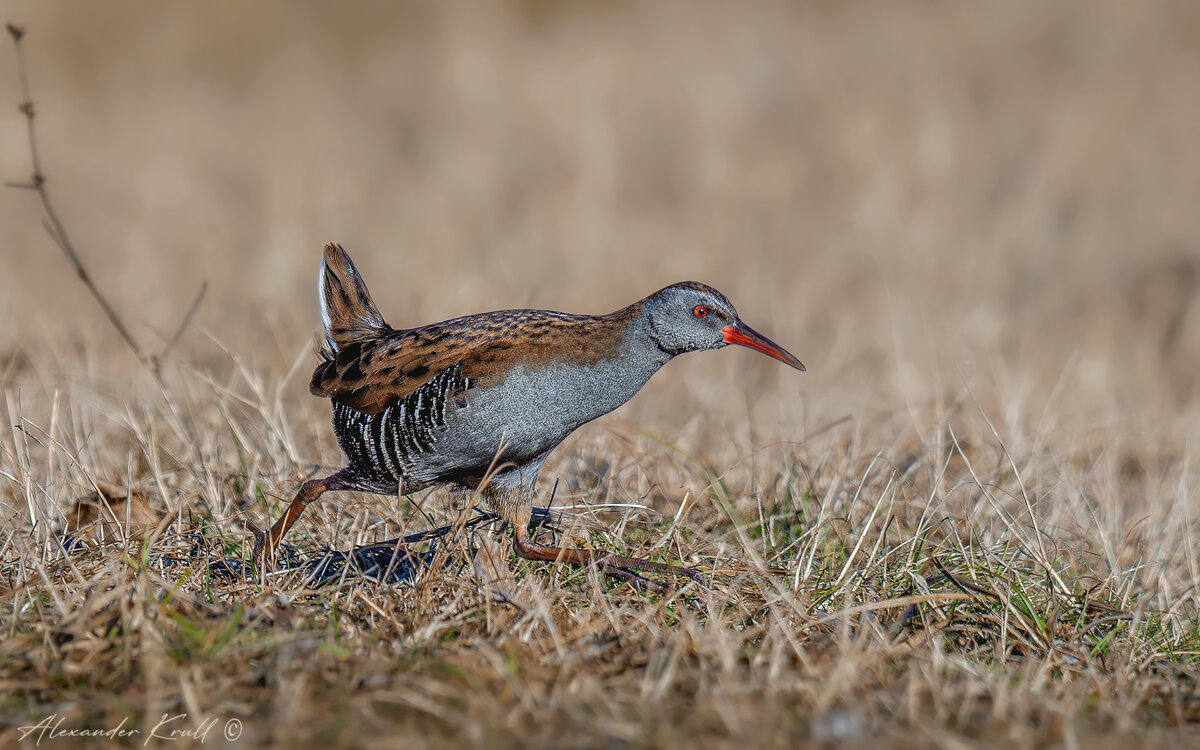 Полундра! - Александр К. Полундра! - Александр К.