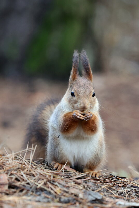 Завтрак - Александр Кондаков Завтрак - Александр Кондаков