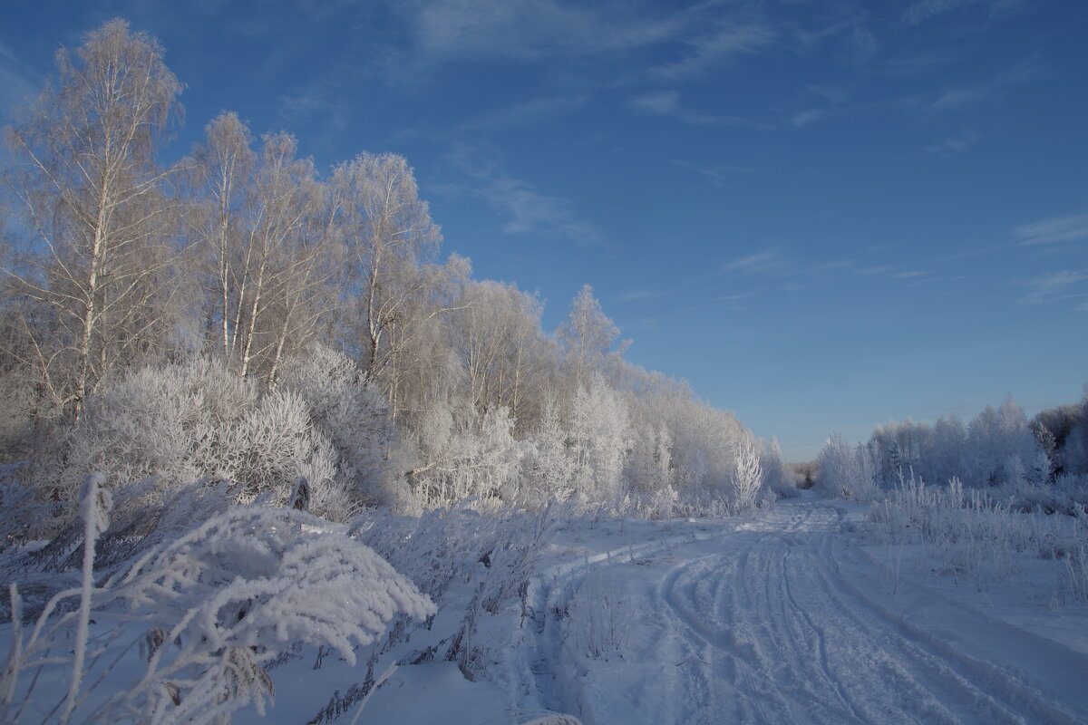 Заснеженные деревья - Сергей Швечков Заснеженные деревья - Сергей Швечков