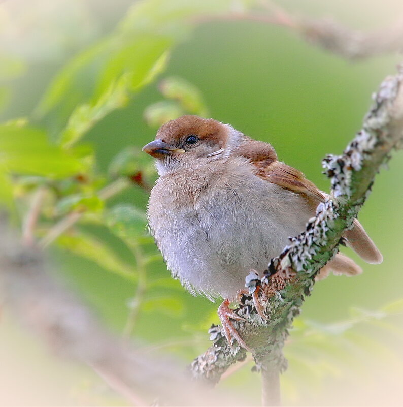 нахохлился ... - Andrey Bragin нахохлился ... - Andrey Bragin