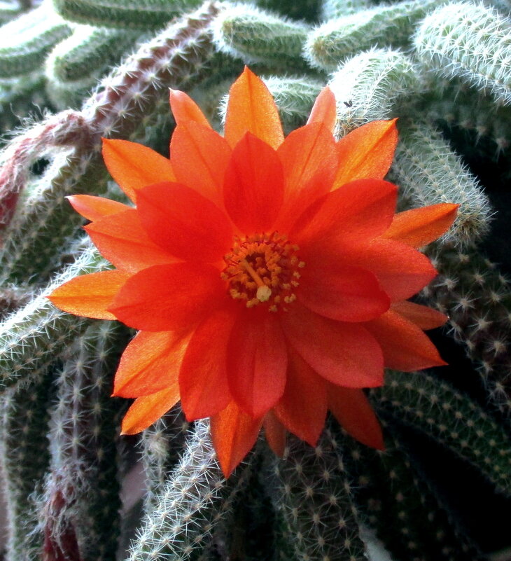 Хамецериус на окне - Надежда Борисенко Хамецериус на окне - Надежда Борисенко