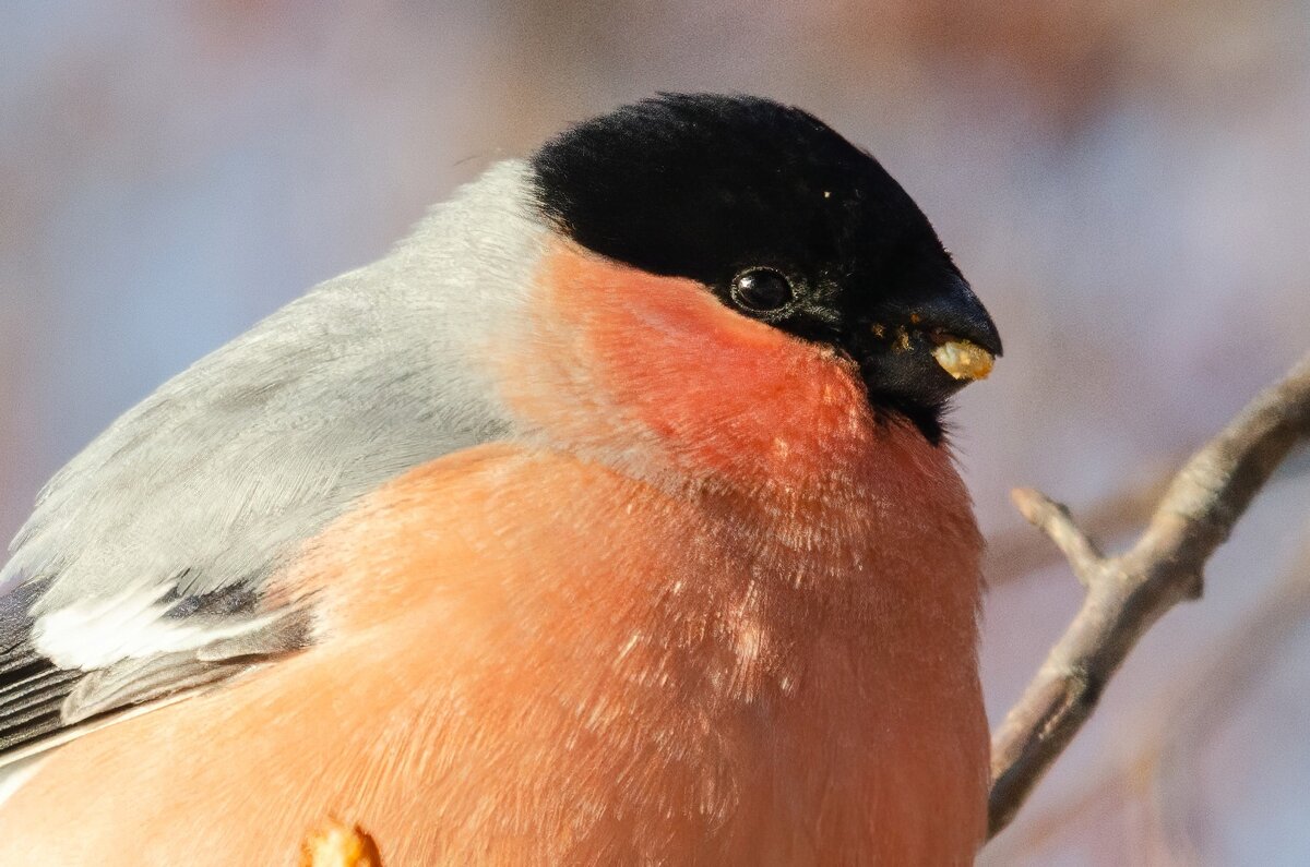 Снегирь. - Виктор Иванович Чернюк Снегирь. - Виктор Иванович Чернюк