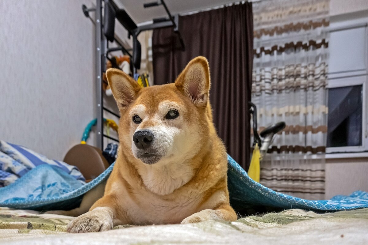 А? Что? Гулять? - Валерий Иванович